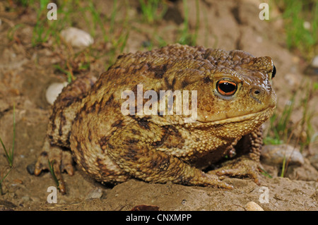 European crapaud commun (Bufo bufo), assis sur le sol, de la Croatie, Zagreb Banque D'Images