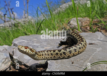 Meadow Viper, le viper (Orsini Vipera ursinii, Vipera ursinii macrops rampante), sur une roche, la Croatie, le massif du Velebit Banque D'Images