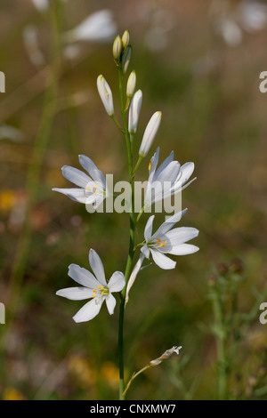 St Bernard's lily Anthericum liliago (), inflorescence, Allemagne Banque D'Images