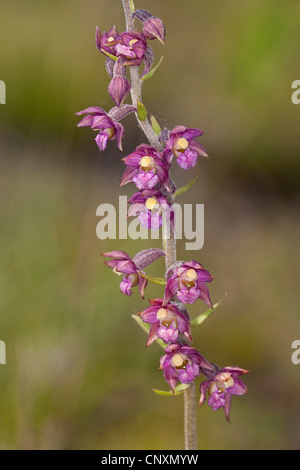 Rouge-foncé, helleborine Epipactis atrorubens (helleborine royal, Serapias atrorubens), fleurs, Allemagne Banque D'Images