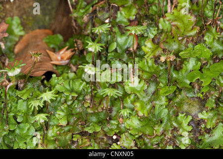 Marchantia polymorpha hépatique (), avec des parapluies, Allemagne Banque D'Images