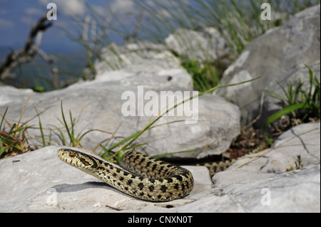 Meadow Viper, le viper (Orsini Vipera ursinii, Vipera ursinii macrops), allongé sur les rochers, Croatie Banque D'Images