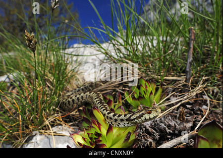 Meadow Viper, le viper (Orsini Vipera ursinii, Vipera ursinii macrops), liquidation, Croatie, Istrie, Velebit Banque D'Images