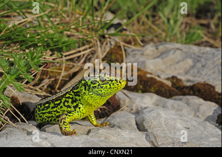 Sand lizard (Lacerta agilis, Lacerta agilis bosnica), vieille femme, la Croatie, le massif du Velebit Banque D'Images