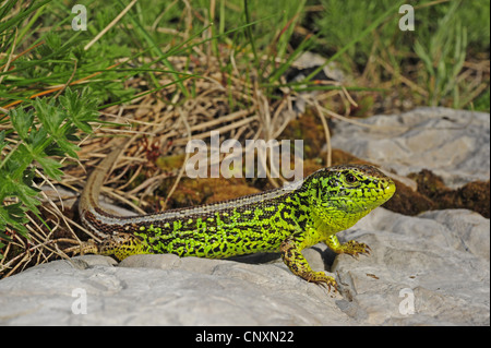 Sand lizard (Lacerta agilis, Lacerta agilis bosnica), vieille femme, la Croatie, le massif du Velebit Banque D'Images