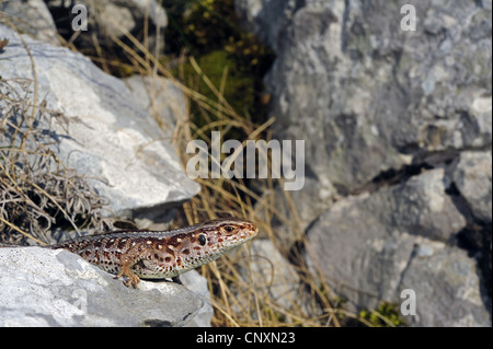 Sand lizard (Lacerta agilis, Lacerta agilis bosnica), femme, la Croatie, le massif du Velebit Banque D'Images