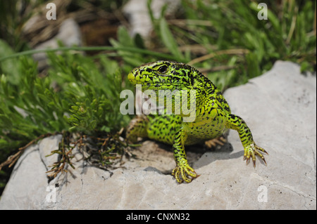 Sand lizard (Lacerta agilis, Lacerta agilis bosnica), homme, Croatie, Velebit Naturpark Banque D'Images