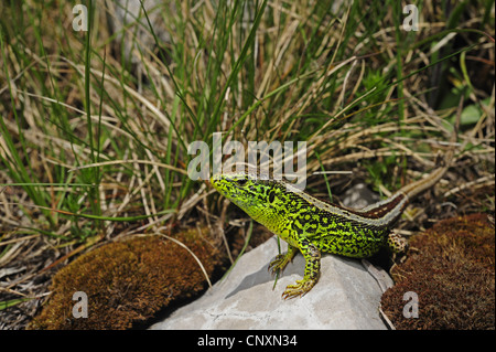 Sand lizard (Lacerta agilis, Lacerta agilis bosnica), homme, Croatie, Velebit Naturpark Banque D'Images