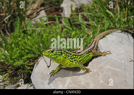 Sand lizard (Lacerta agilis, Lacerta agilis bosnica), homme, Croatie, Velebit Naturpark Banque D'Images