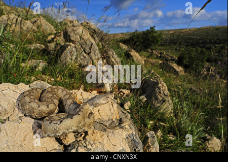 Sand Viper, vipère à cornes-nez (Vipera ammodytes), femme, Croatie, Pag Banque D'Images