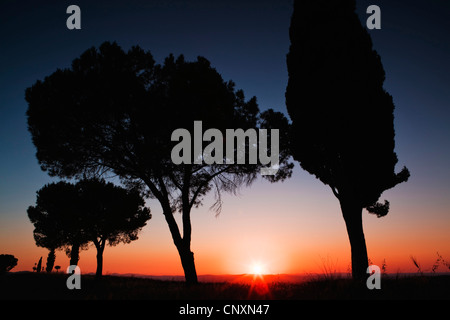 En pin cembro, italien, en pin pin parasol (Pinus pinea), coucher de cyprès et près de San Quirico, Italie, Toscane Banque D'Images