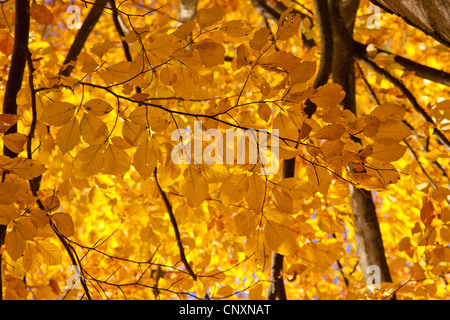 Le hêtre commun (Fagus sylvatica), les branches avec les feuilles d'automne, l'Allemagne, la Bavière Banque D'Images