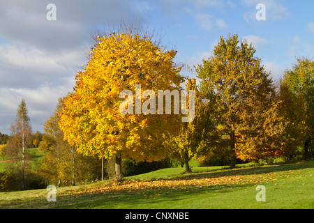Érable de Norvège (Acer platanoides), arbre aux feuilles jaunes en automne, l'Allemagne, la Bavière Banque D'Images