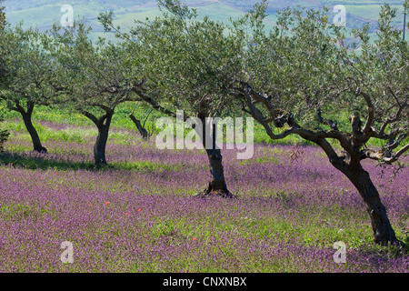 Olivier (Olea europaea ssp. sativa), Olive Grove, Italie Banque D'Images