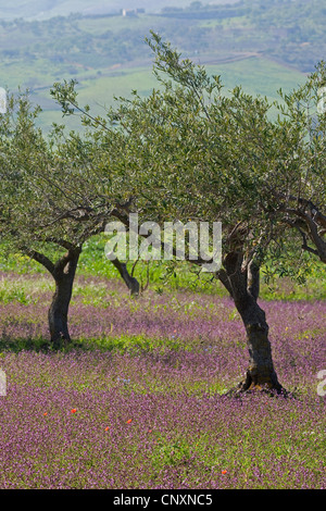 Olivier (Olea europaea ssp. sativa), Olive Grove, Italie Banque D'Images