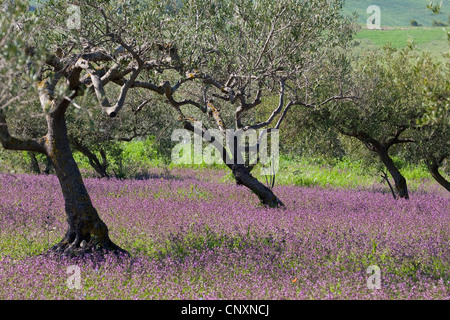 Olivier (Olea europaea ssp. sativa), Olive Grove, Italie Banque D'Images