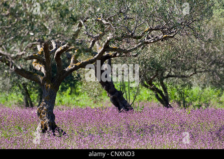 Olivier (Olea europaea ssp. sativa), Olive Grove, Italie Banque D'Images