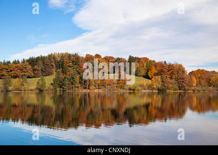 Forêt d'automne sur l'île de Woerth , Allemagne, Bavière, Staffelsee Banque D'Images