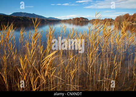 Le calamagrostis, roseau commun (Phragmites communis, Phragmites australis), à l'automne au lac Staffelsee, Germany Banque D'Images