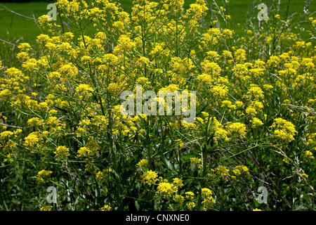 Hill la moutarde, le chou, verruqueuse fusée turc, bain turc (wartycabbage Bunias orientalis), blooming, Allemagne Banque D'Images