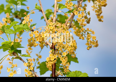 Le nord de groseille (Ribes rubrum), blooming, Allemagne Banque D'Images