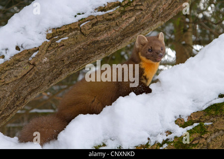 European martre des pins (Martes martes), femelle sur la neige couverts branch, Allemagne Banque D'Images