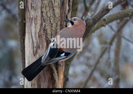 Jay (Garrulus glandarius), se nourrissant d'un écrou d'une fissuration de semences sites, Germany Banque D'Images