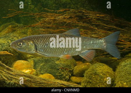 Gravelier (Leuciscus cephalus), Allemagne Banque D'Images