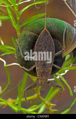 Scorpion d'eau (Nepa cinerea, la NEPA rubra), latent, assis sur un grand bélier, Allemagne Banque D'Images