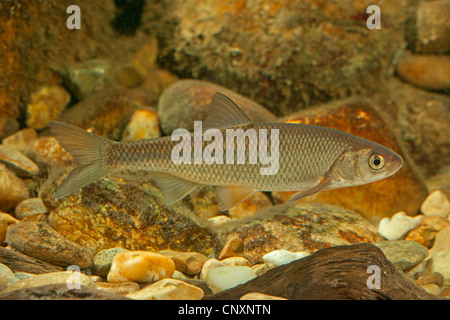 Moucheté (Leuciscus leuciscus), Allemagne Banque D'Images