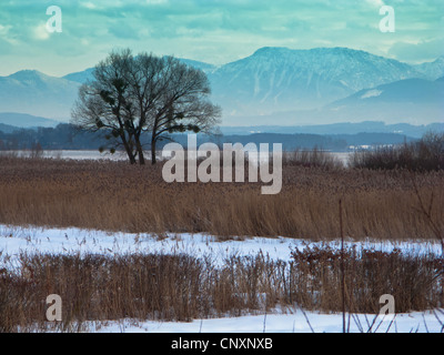 Le calamagrostis, roseau commun (Phragmites communis, Phragmites australis), Reed et willow avec gui au lac de Chiem, Chiemsee, en Allemagne, en Bavière Banque D'Images