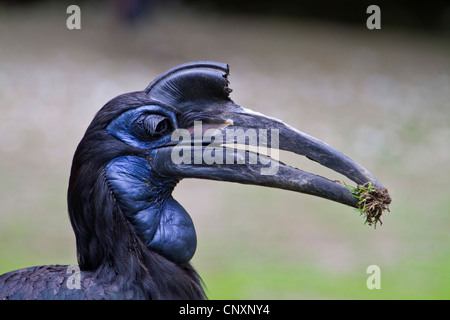 Calao (Bucorvus cafer), portrait Banque D'Images