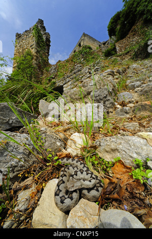 Sand Viper, vipère à cornes-nez (Vipera ammodytes), homme devant les ruines du château , Kalnik Croatie, Kalnik Banque D'Images