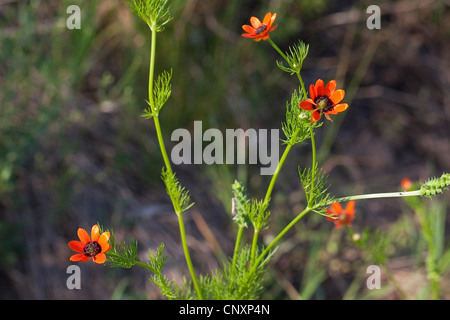 Pheasant's eye-d'été (Adonis aestivalis), blooming, Allemagne Banque D'Images