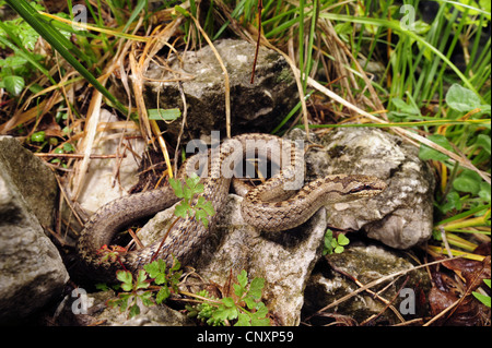 Couleuvre lisse (Coronella austriaca), allongé sur les rochers, la Slovénie, la vallée de Soca Banque D'Images