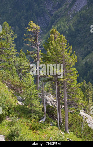 En pin cembro, arolla pin (Pinus cembra), dans les Alpes Banque D'Images