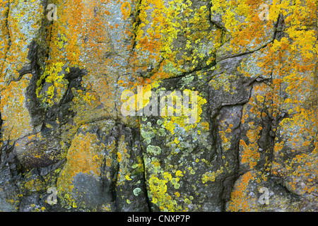 Lichen sur un rocher dans la Suisse Alpes, Suisse, Oberland Bernois Banque D'Images