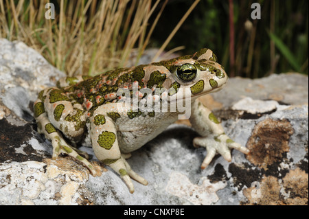 Ou Crapaud vert (Bufo viridis bigarré), assis sur un rocher, la Croatie, Dalmatien, Naturpark Vrana Voir Banque D'Images