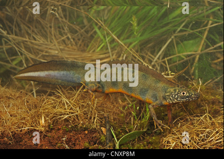 Triton crêté alpin, l'Italien warty newt (Triturus carniflex), homme, Croatie, Istrie, Ucka Naturpark Banque D'Images