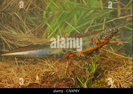 Triton crêté alpin, l'Italien warty newt (Triturus carniflex), homme, Croatie, Istrie, Ucka Naturpark Banque D'Images