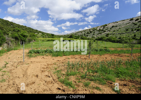 Champ dans paysage karstique, Croatie, Pag Banque D'Images