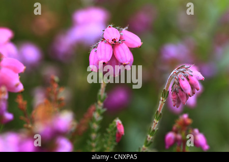 Heather Bell, Scotch heath (Erica cinerea), la floraison, Royaume-Uni, Ecosse Banque D'Images