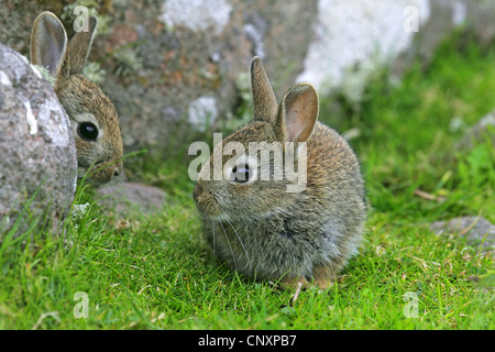 Lapin de garenne (Oryctolagus cuniculus), deux lapins assis à un rock, Royaume-Uni, Ecosse Banque D'Images