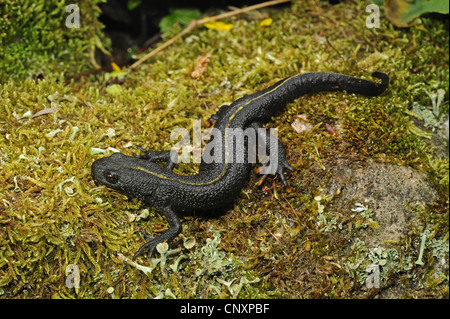 Triton crêté alpin, l'Italien warty newt (Triturus carniflex), femme, Croatie, Istrie, Ucka Naturpark Banque D'Images