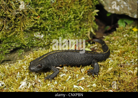 Triton crêté alpin, l'Italien warty newt (Triturus carniflex), femme, Croatie, Istrie, Ucka Naturpark Banque D'Images