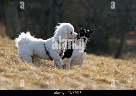 Bichon fris (Canis lupus f. familiaris), jouer avec Jack Russel terrier dans un pré Banque D'Images