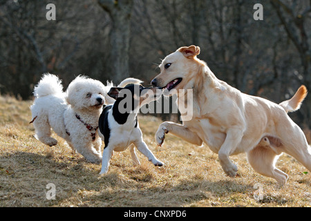 Chien domestique (Canis lupus f. familiaris), Bichon fris, Jack Russell Terrier et du Labrador Retriever jouant dans le pré Banque D'Images