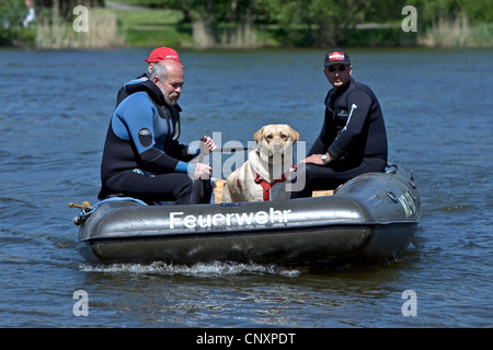 Labrador Retriever (Canis lupus f. familiaris), service de sauvetage avec bateau en caoutchouc Banque D'Images