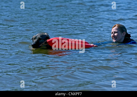 Vieux Berger Allemand (Canis lupus f. familiaris), tirant une femme sur ot l'eau Banque D'Images