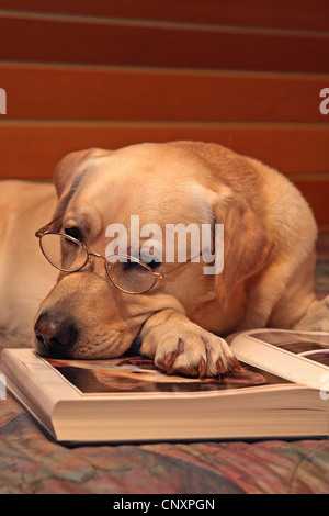 Labrador Retriever (Canis lupus f. familiaris), avec des lunettes, la lecture dans un livre sur les chiens Banque D'Images